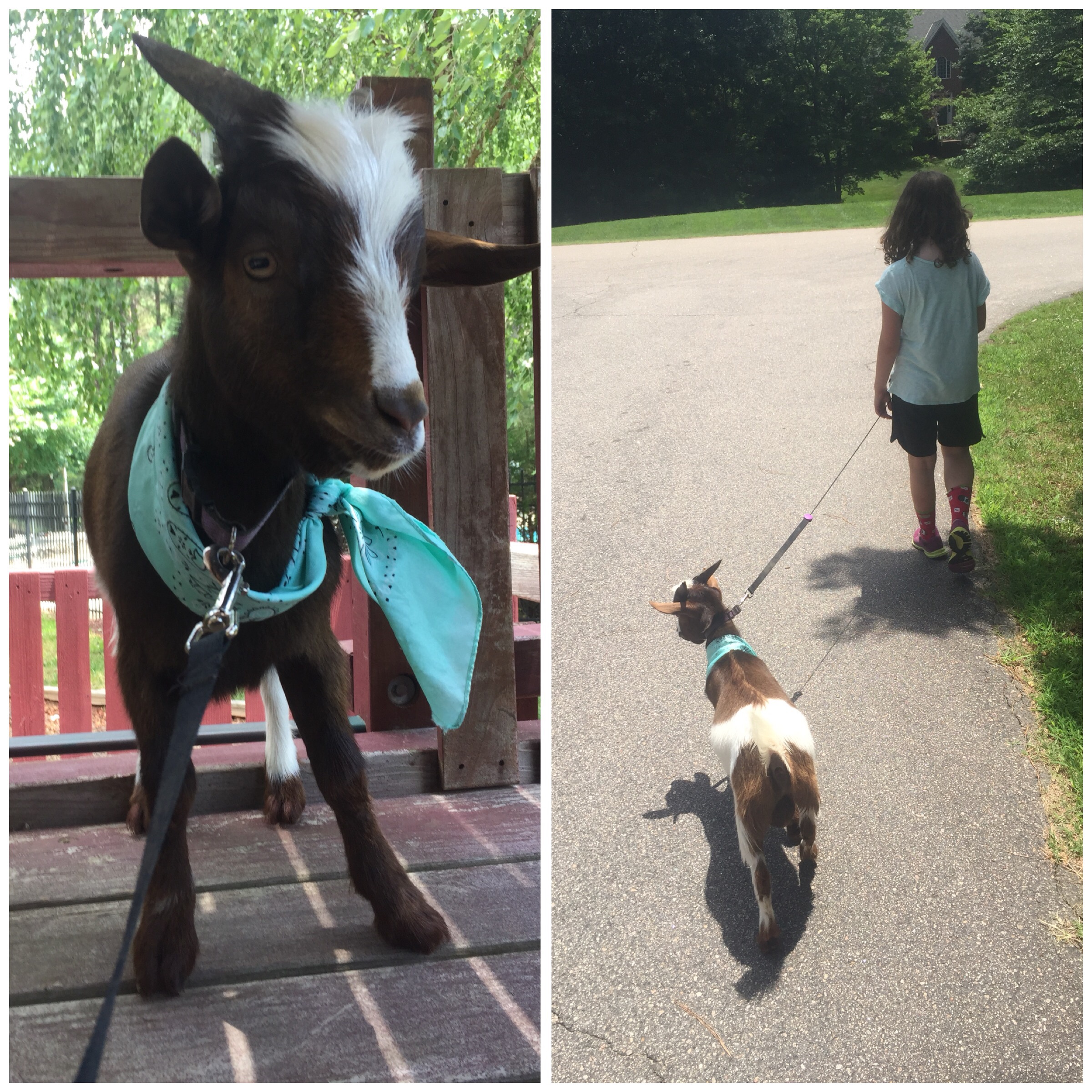 RENT A BABY GOAT Winterpast Farm