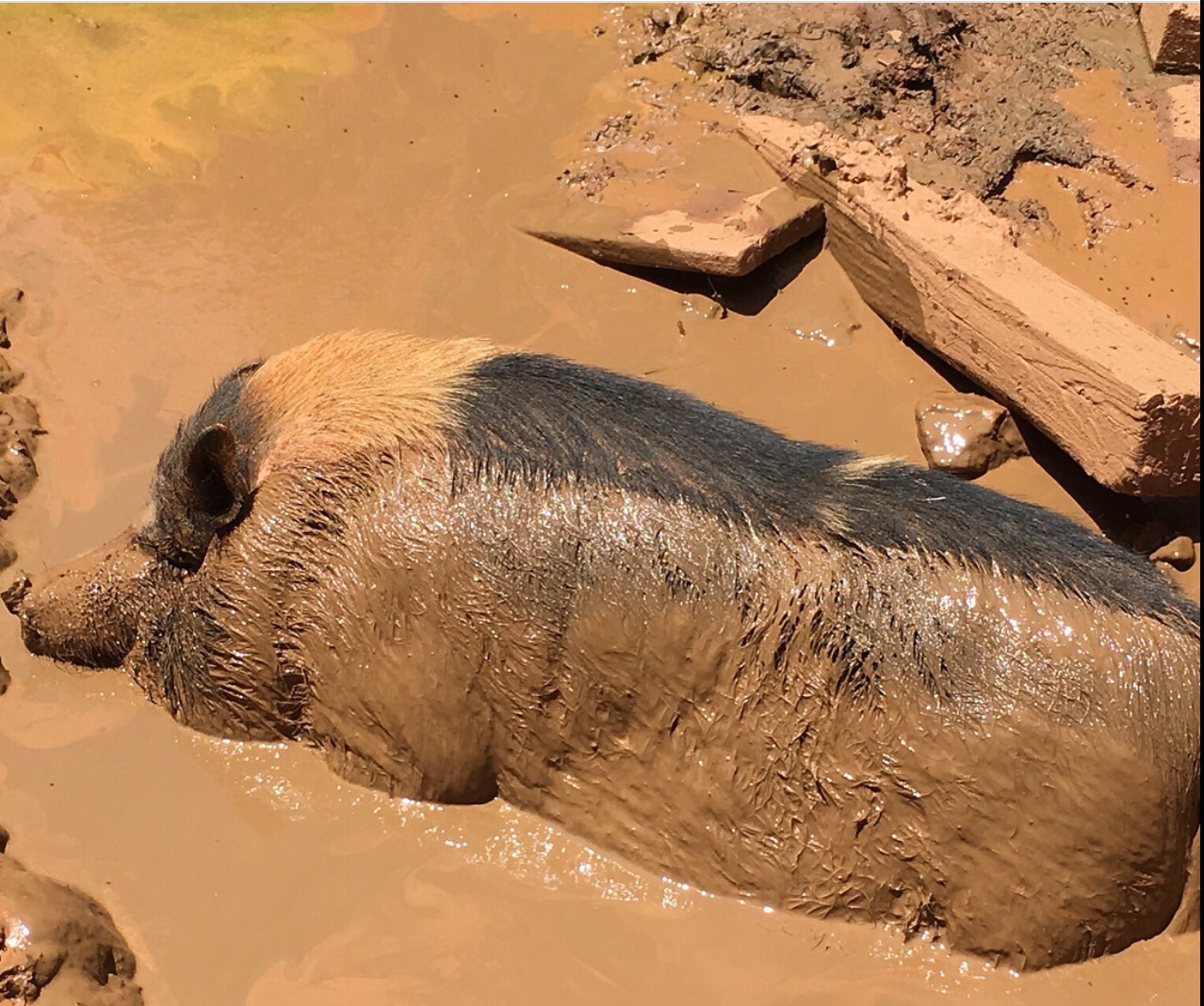 PIGS LOVE MUD Winterpast Farm