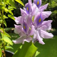 Water Hyacinth in full bloom