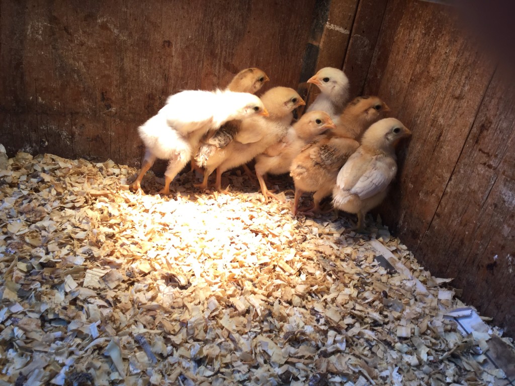 WEEK OLD BABY CHICKS | Winterpast Farm