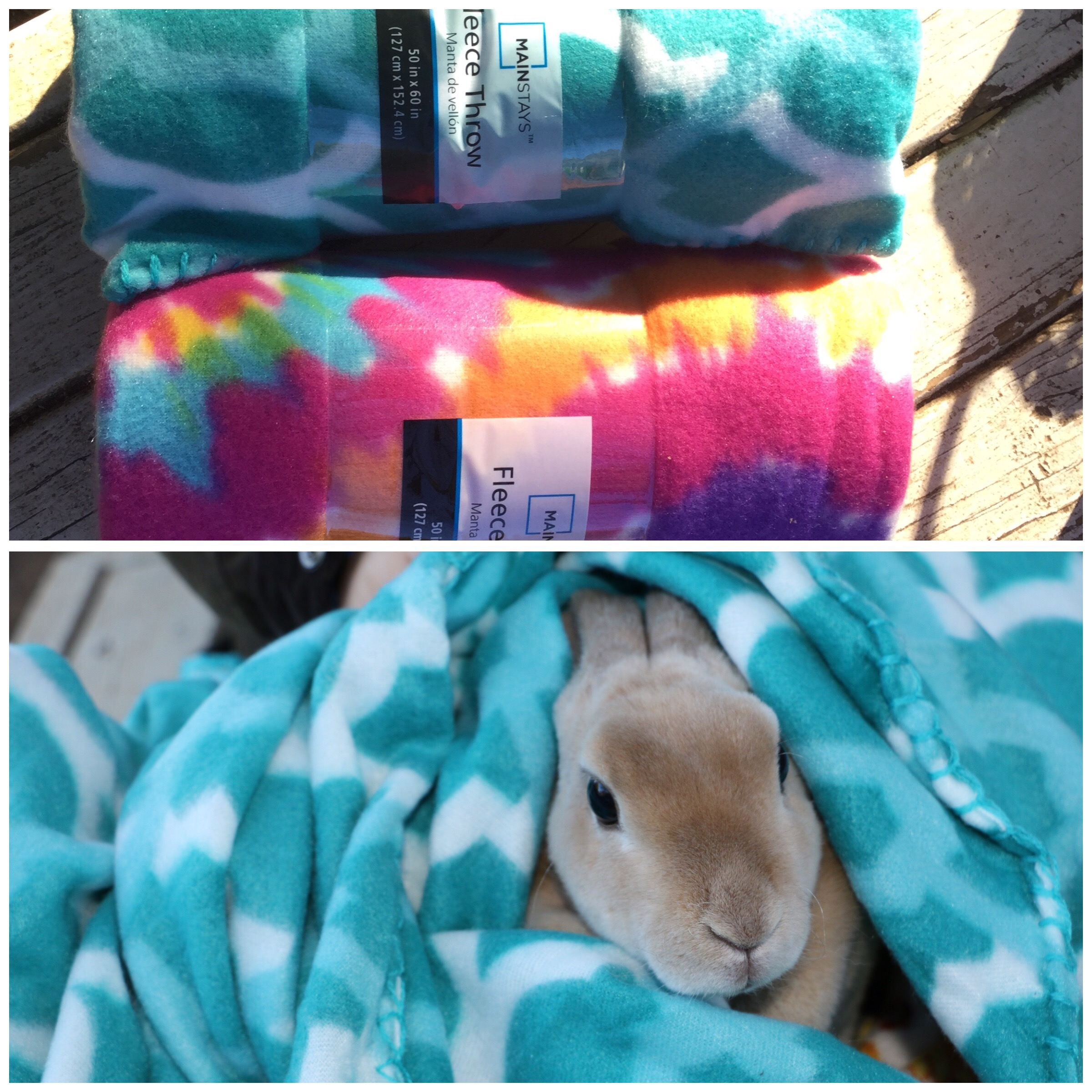 FLEECE BLANKET DONATIONS APPRECIATED BY ANIMALS AS COLD WEATHER NEARS ...