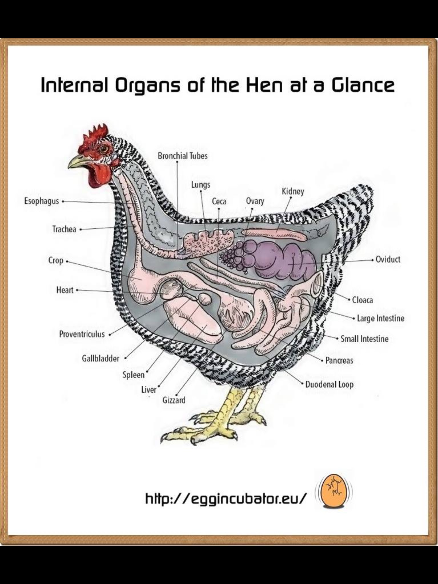 Что находится в мускульном желудке птицы. Внутреннее строение курицы несушки. Внутреннее строение индейки. Внутреннее строение курицы внутренние органы.