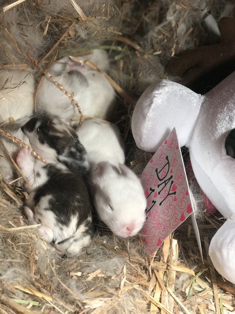 BABY BUNNIES GROWING FAST! | Winterpast Farm