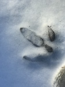 EMU FOOTPRINTS | Winterpast Farm