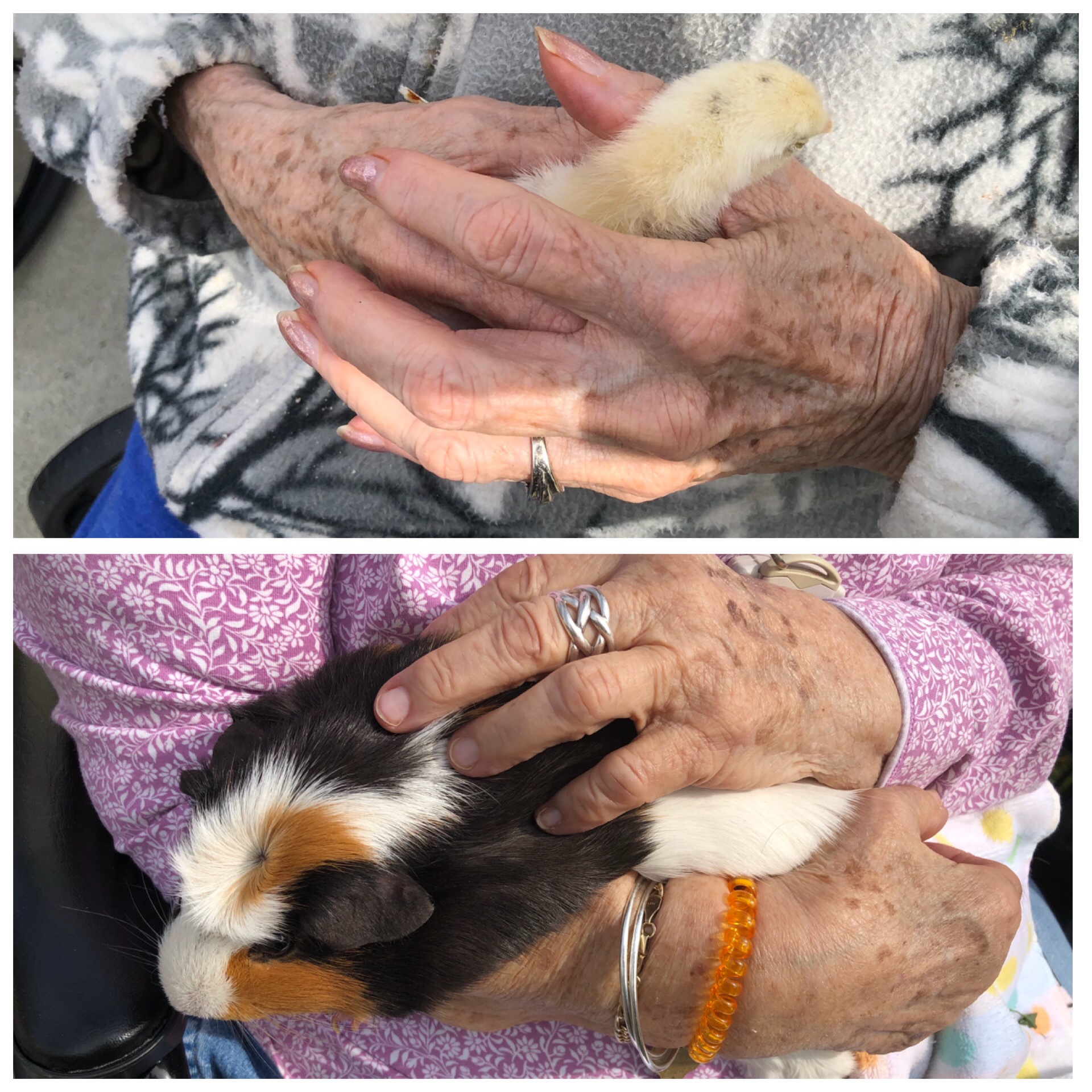 MOBILE PETTING ZOO Winterpast Farm