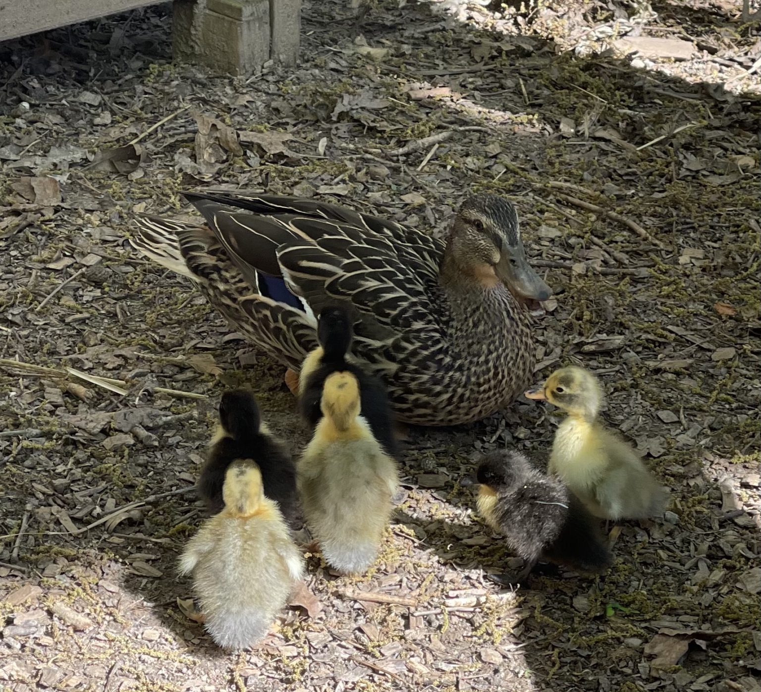 🦆ONE DAY OLD DUCKLINGS! | Winterpast Farm